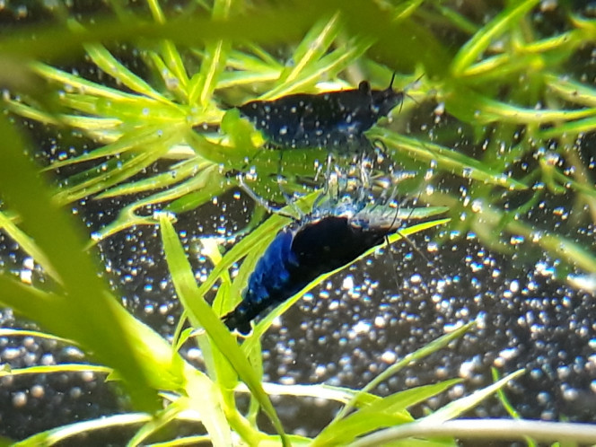 Photographie du post de Dimu 