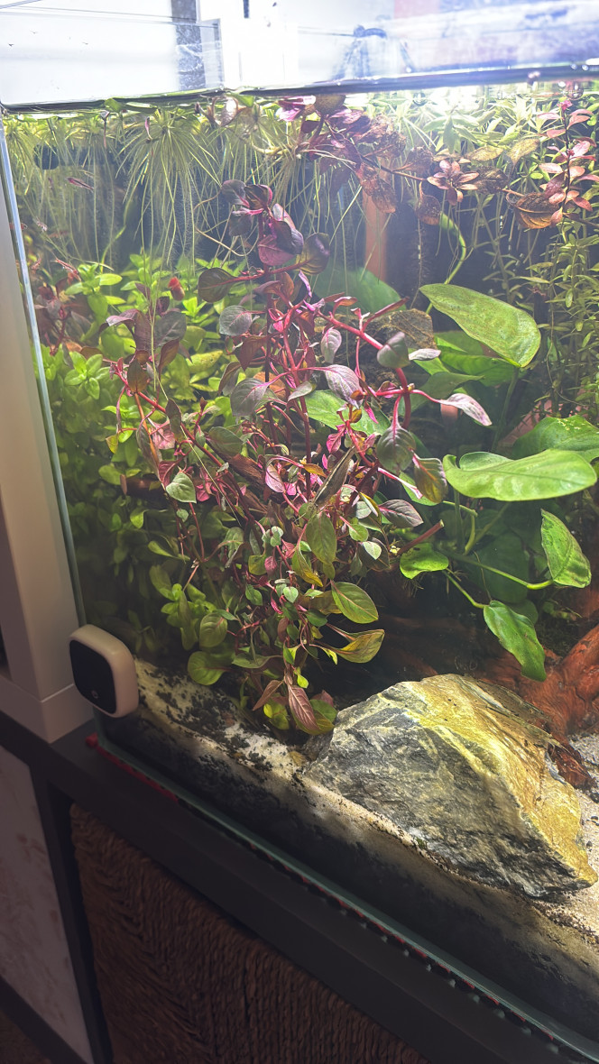 Ajout d’une nouvelle plante pour ajouter un peu de couleurs 