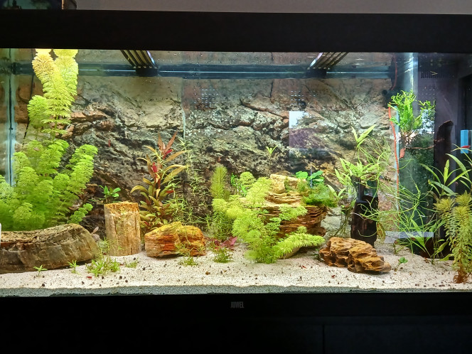 Rio 350 Aquarium communautaire, population peu dense de crevettes, escargots, Rasboras et crabe limnopilos.