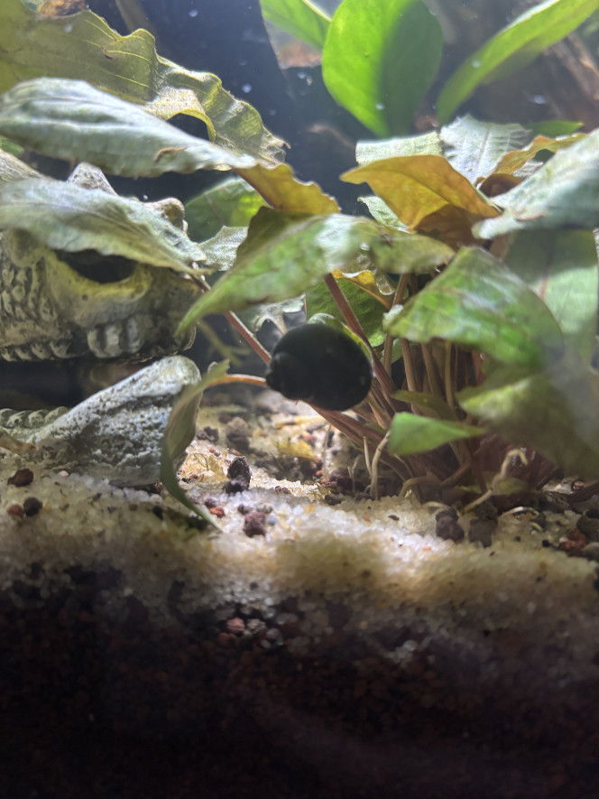 Blue berry snail 