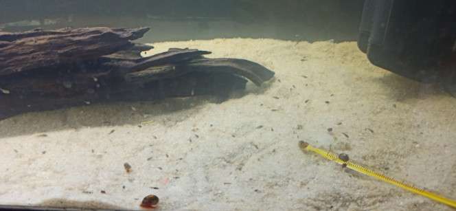 Andinoacaras Pulcher Bac 60L transformé en nurserie pour 61 alevins Acaras Bleus d'environ 3 semaines.