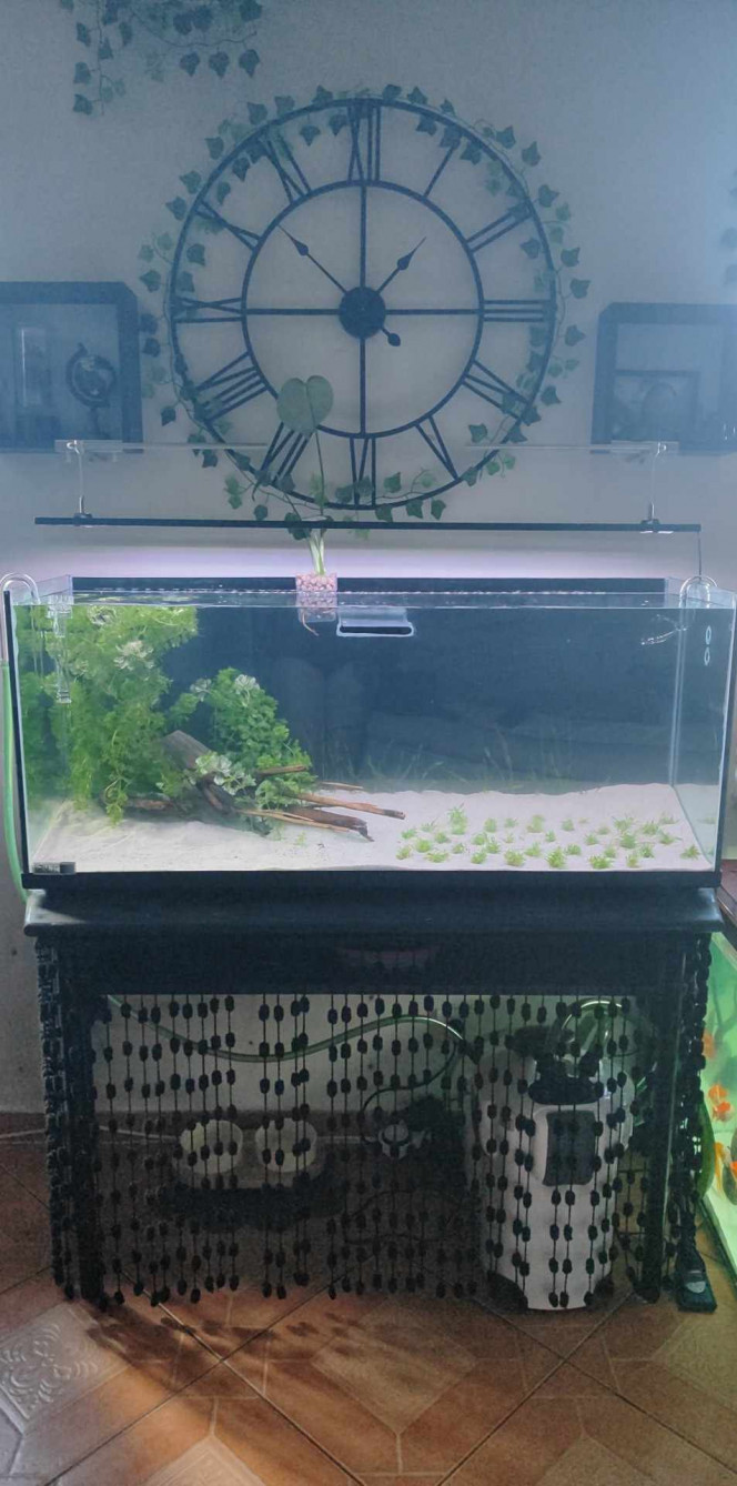 Banc de poisson 