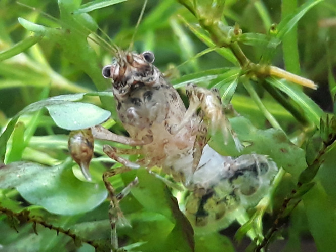 Photographie du post de Dimu 