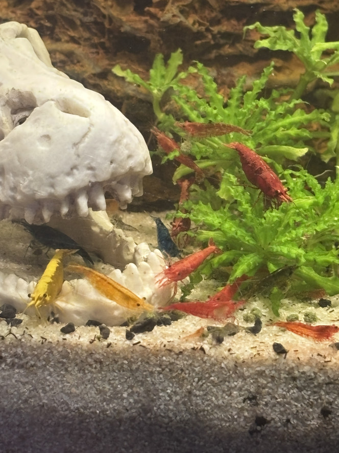 Les neocaridina en plein repas 