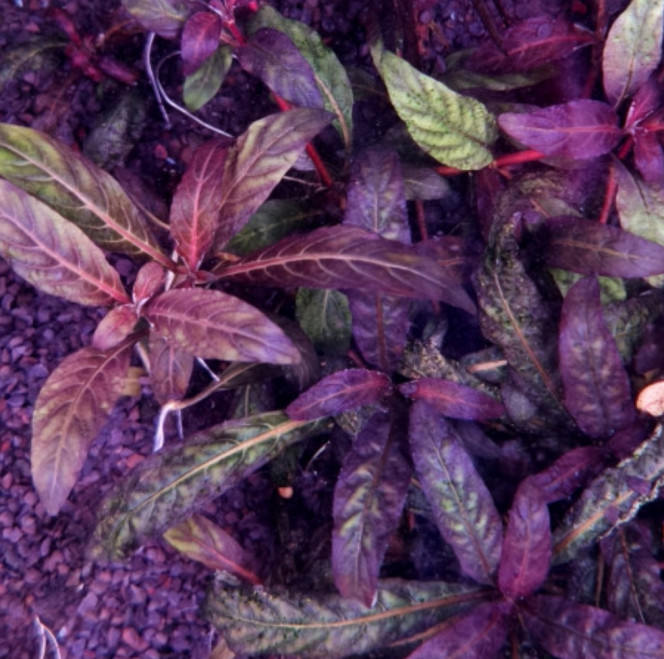 Photographie du post de Mitose 