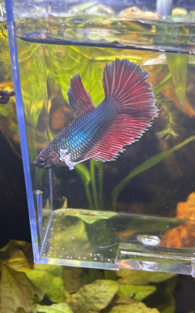 Jeune demoiselle dumbo 