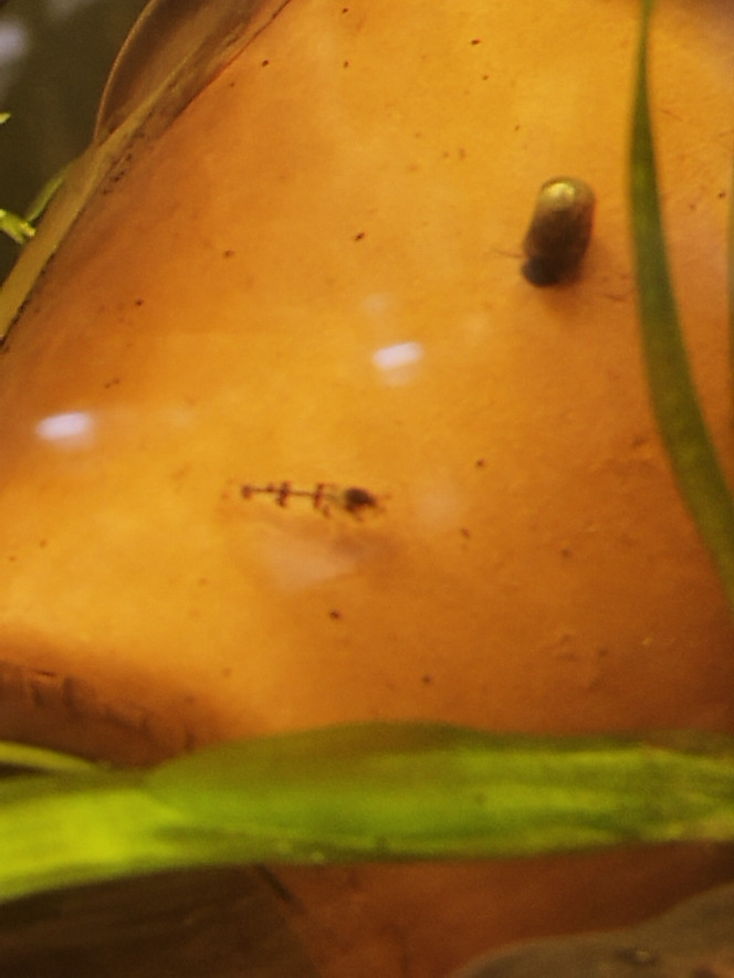 Photographie du post de Orion07 