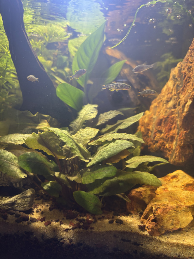 Les rasbora galaxy 