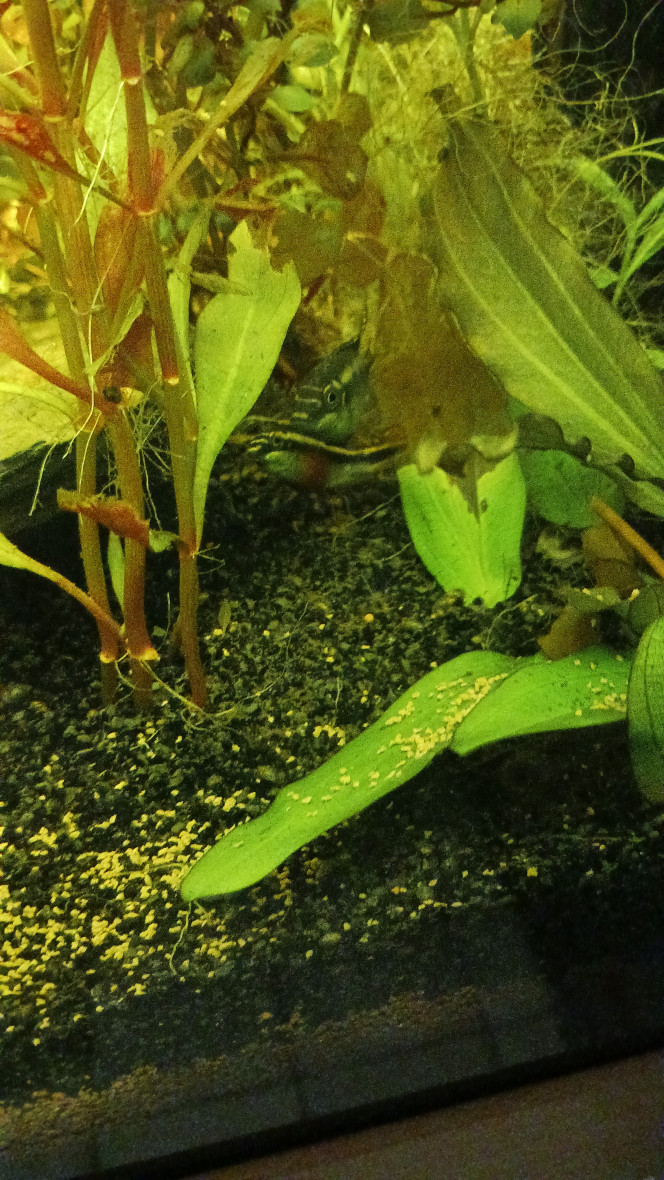 Naissance pelvicachromis pelcher 