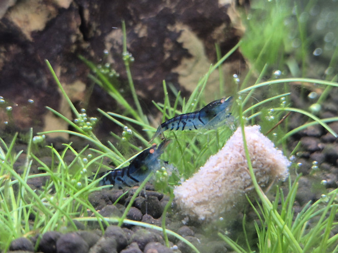 Ajout de 10 Caridina Royal Blue Tiger Nom scientifique  : Caridina mariae Klotz