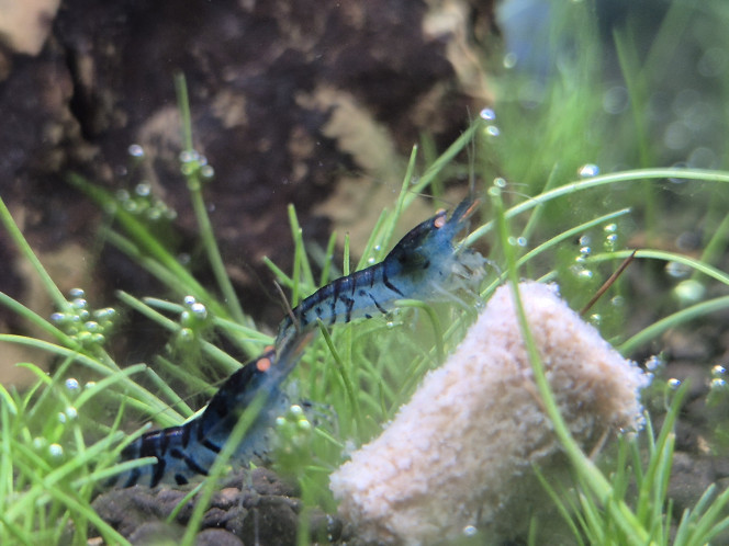 Ajout de 10 Caridina Royal Blue Tiger Nom scientifique  : Caridina mariae Klotz