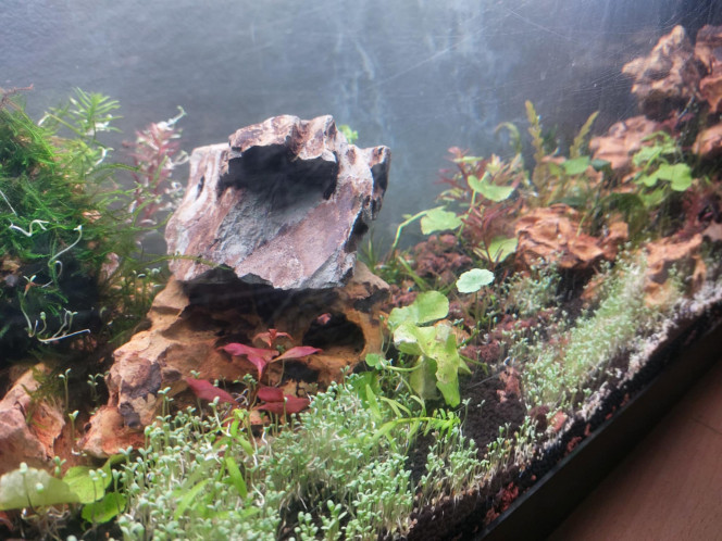  J'ai essayé les graines ali exp ,  ça marche mais je conseille de mettre les poissons après l'enracinement total et pas de fouilleurs ou un substrat Compact, 
Car guppy et crevettes, escargots arrivent à déraciné facile,   c'est 15 jours de nettoyage pour tout enlever