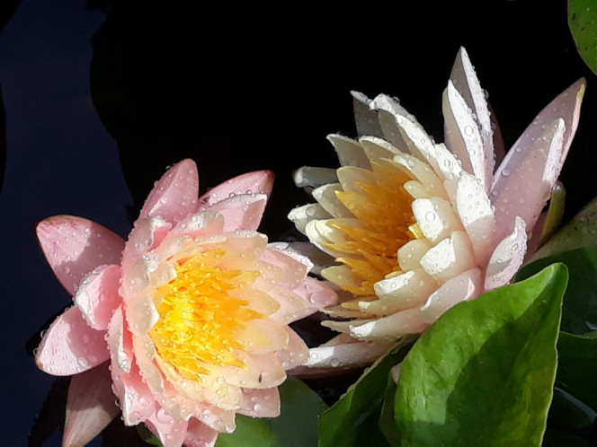 Photographie du post de Dimu 
