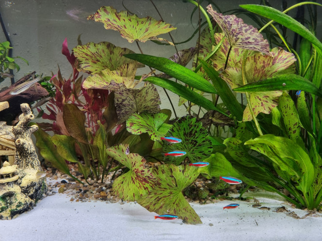 Mes petits cardinalis 