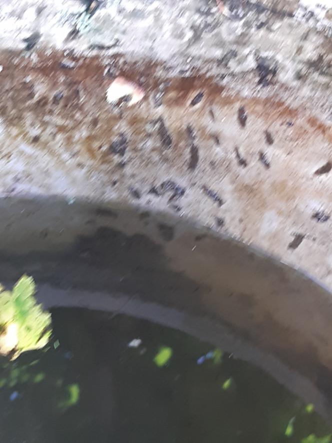 Photographie du post de Anubiadamidum 
