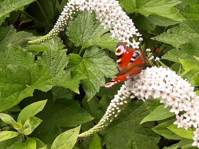 Photographie du post de Dimu 