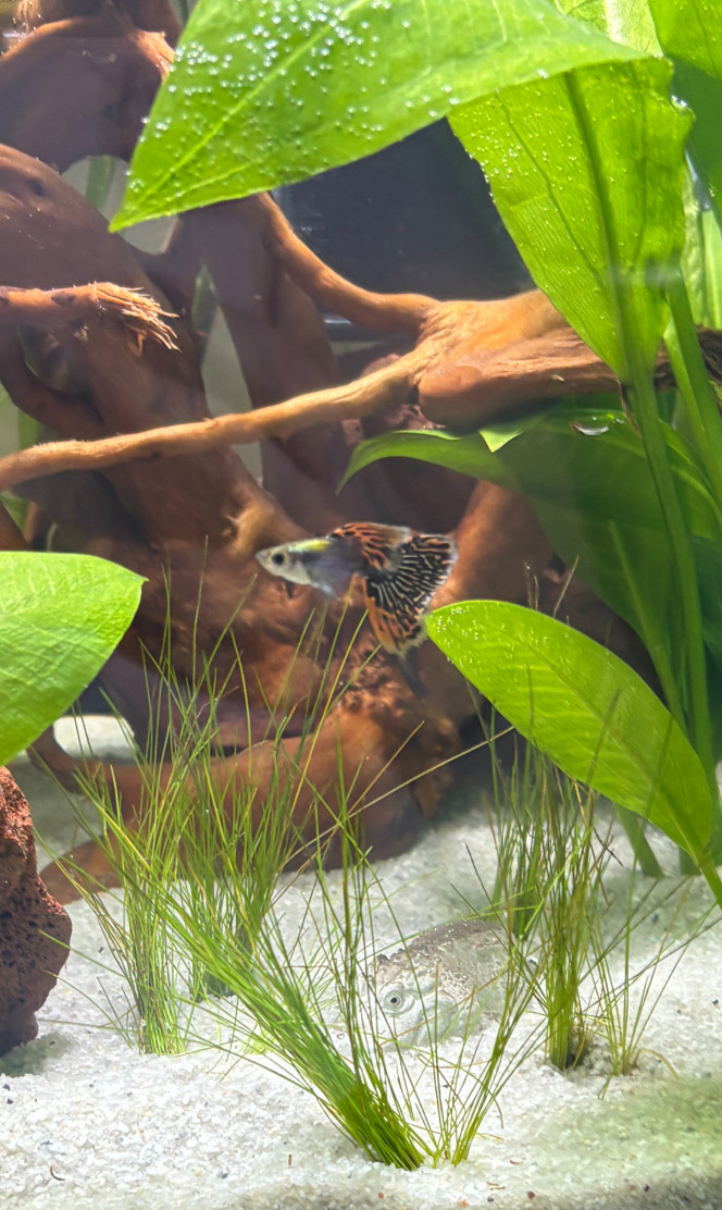Guppy big ear 