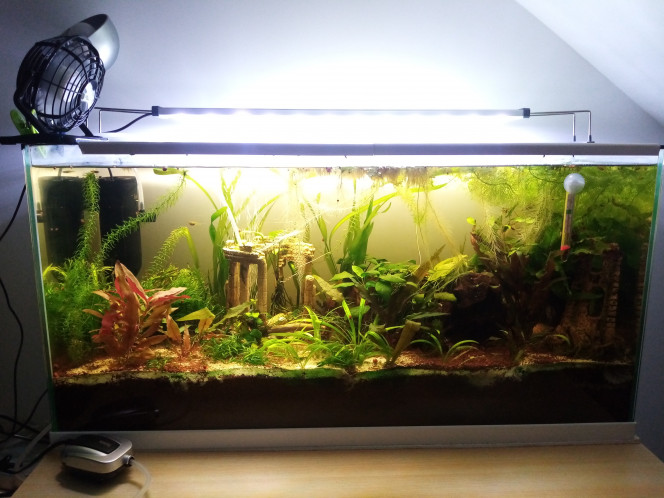 Ajout du ventilateur usb Passage de plus de 39° à moins de 38°.

Ma grosse betta kiff, elle reste sous le ventilo, les guppys font des drifts dans tous les sens.

Les nouveaux corydoras n'ont pas l'air d'avoir survécus à la chaleur. De 3, j'en avais réintégré 6, j'ai retrouvé 2 décédés. J'en vois toujours que 3 aujourd'hui. L'abondance de plantes me gêne pour voir correctement tout l'aquarium.

Peut avant leur introduction rajout de pas mal de plantes à pousses rapides. Toujours des algues filamenteuses mais beaucoup moins, la bataille continue...