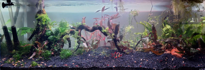 Plantation Il faut maintenant que ça pousse.
J'ai drastiquement réduit la population de cryptocorine. Je tente l'alternantera reineckii.
La version précédente du bac ne réussissait pas aux plantes à tige.