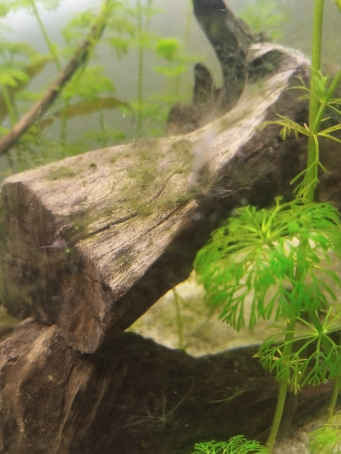 Photographie du post de RanchuGarden 