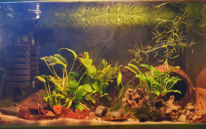  Petit bac en préparation aucune population choisie pour l'instant peu être killis ou crevettes tout dépend de ce que je trouverai