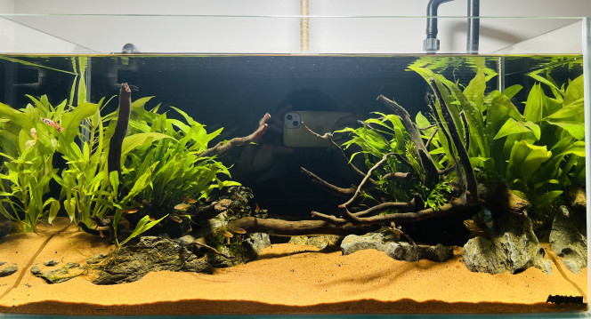 New scape Bref j’ai encore refait mon scape !