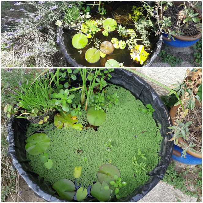 Azolla Je suis parti 12 jours chez mon père... voici 2 photos de ma bassine à 12 jours d'intervalle. Je ne pensais pas que l'azolla pouvait avoir une croissance aussi importante en si peu de temps.