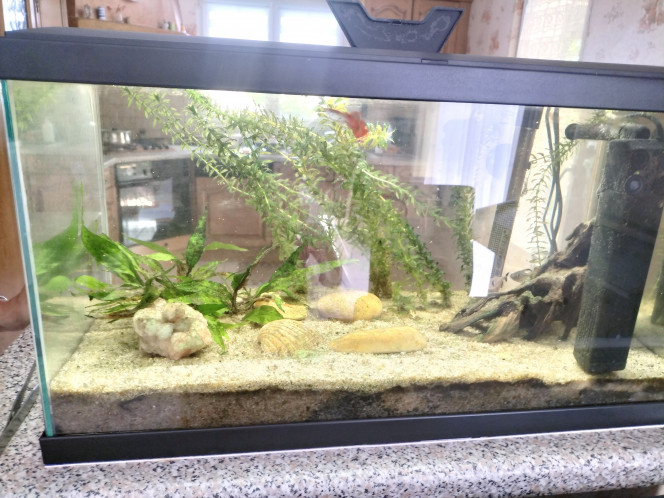 Aquarium mi juillet 2025 Pour l'instant voilà l'aquarium, ma famille s'en occupe partiellement, car ils ne savent pas le fonctionnement et l'importance des habitudes pour préserver le cycle des nutriments. Heureusement avec mes recherches, je devrais pouvoir les aider par exemple pour les changement d'eau plus ou moins réguliers ou sur quelles plantes couper, comment préserver les lentilles d'eau .