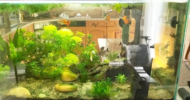 L'aquarium en janvier 2025 Sachant l'état de l'aquarium au tout début,en mi décembre 2023 . cette étape est en janvier.  le but au moins pour la fin des vacances 2025 est de retrouver ce bel équilibre de 2023 ;)
Quand même l'aquarium aurait commencé en forme, quand mon frère a eu l'idée de l'aquarium . Ca serait super rafraichissant et une fierté yeay !