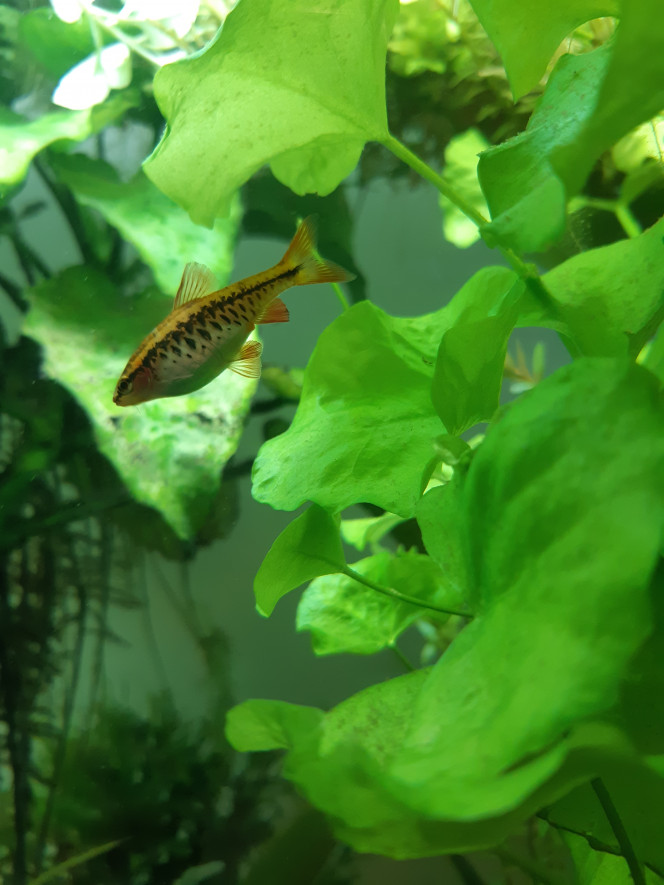 Les poissons : Barbus cerise