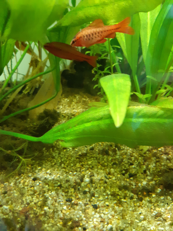 Les poissons : Barbus cerise