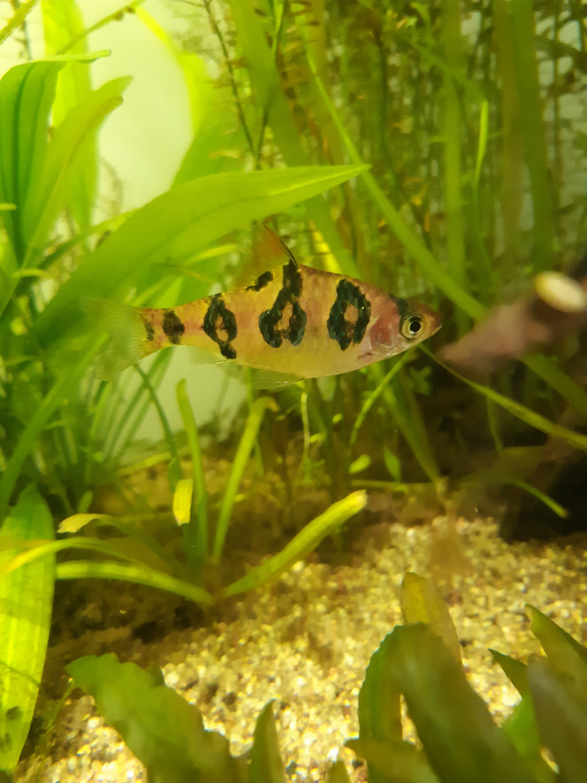 Les poissons Photo 1 : ce poisson pingouin semble avoir une auréole, pourtant il est plutôt diabolique !
Photo 2 : nez rouge.
Photo 3 : puntius rhomboocellatus, la photo met bien en valeur ce magnifique poisson.