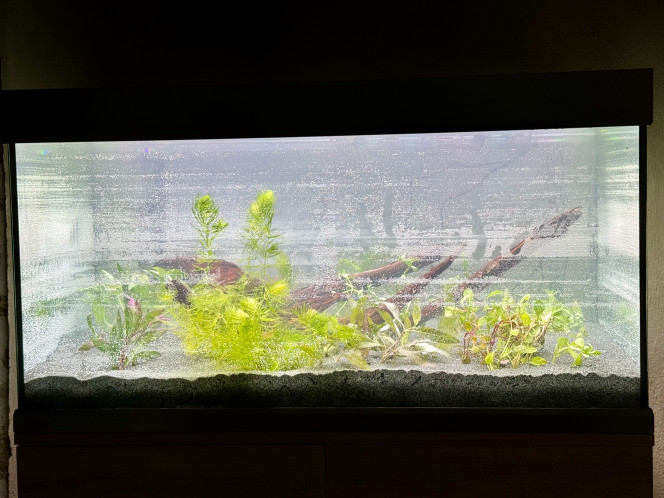 Cyclage en cours ! Plantes à croissance rapide ajoutées en vrac pour équilibrer le bac rapidement et contrer les algues.
Moitié eau osmosée, moitié eau du robinet ... on va tester les paramètres dans quelques jours !