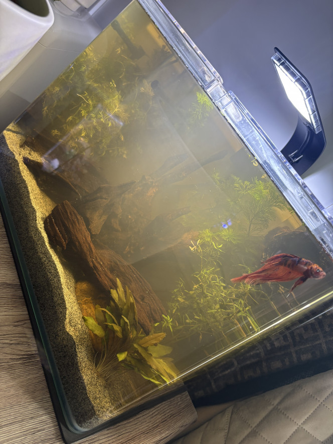  J’ai transvasé son 20L dans un 30L, l’eau est encore un peu trouble