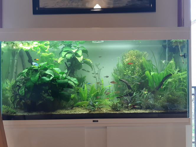 Taille J'ai reçu aujourd'hui un colis de matériel pour mon aquarium, et je viens donc de ratiboiser les plantes avec mes supers ciseaux, fraîchement sortis du carton !
La rotala yao yai a pris cher, j'en donne si vous voulez venir en chercher.
J'ai déplacé la grande nymphoides de taiwan derrière l'anubia, elle prenait toute la place au millieu. À la place j'ai mis la proserpinaca palustris 'cuba', c'est un test, j'espère que ça marchera.