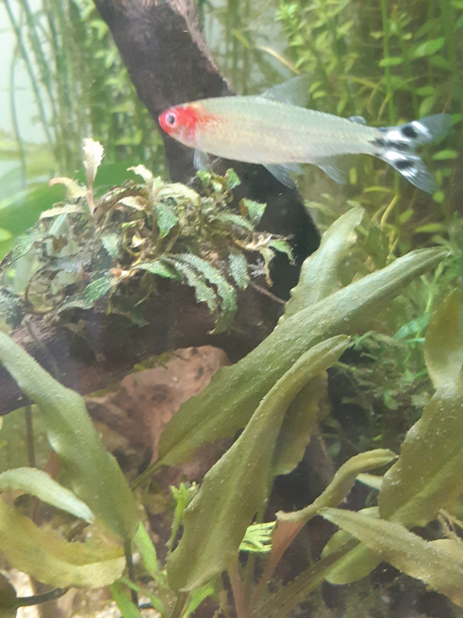 Les poissons Petits characidés