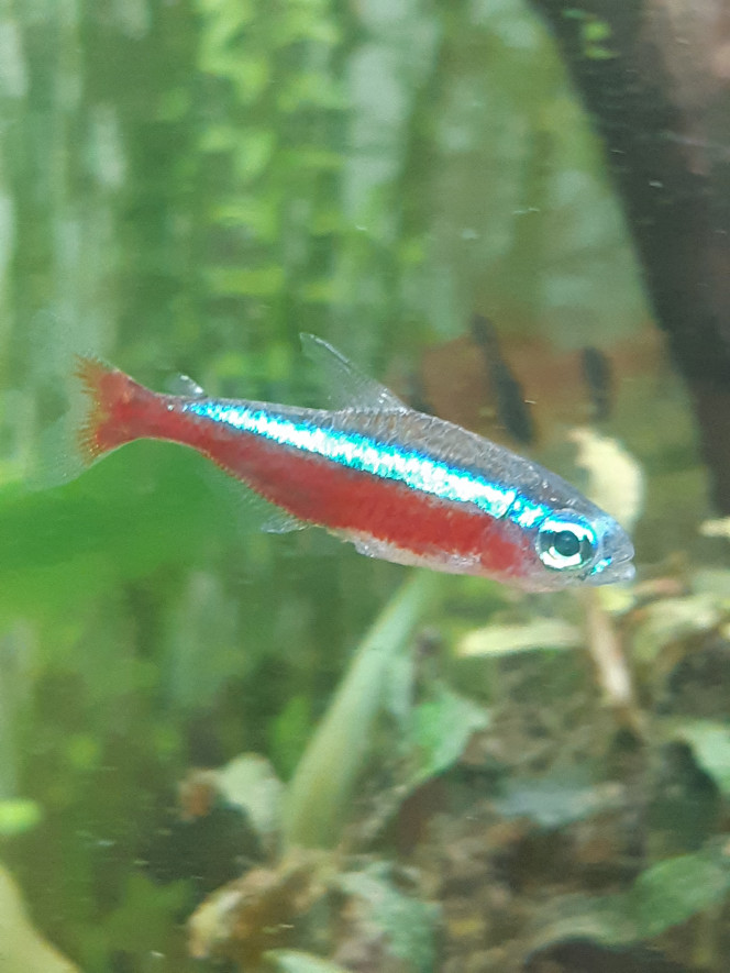Les poissons Petits characidés