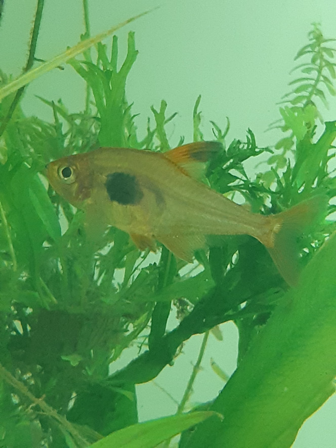 Les poissons Petits characidés