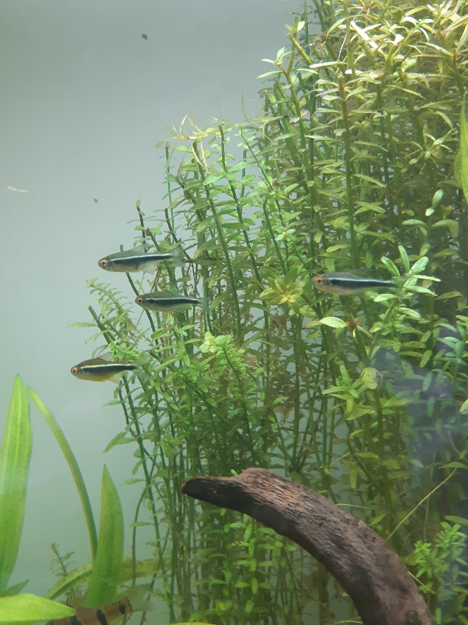 Les poissons Petits characidés