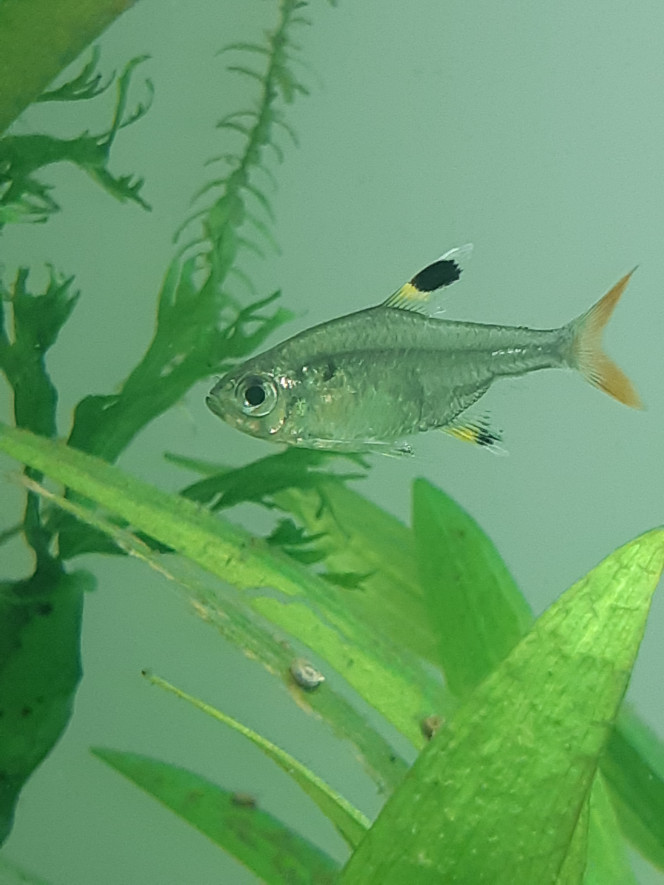 Les poissons Petits characidés