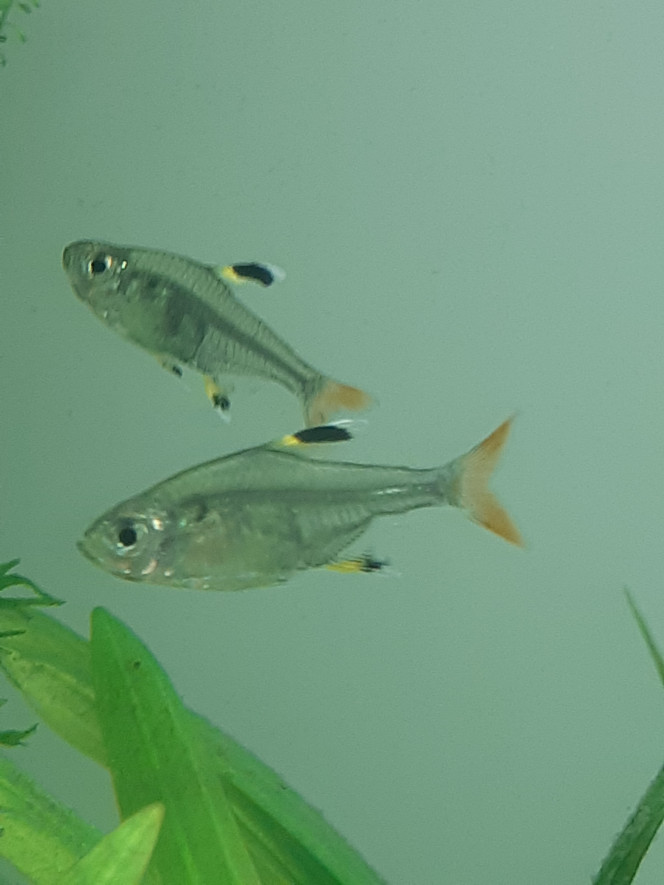 Les poissons Petits characidés