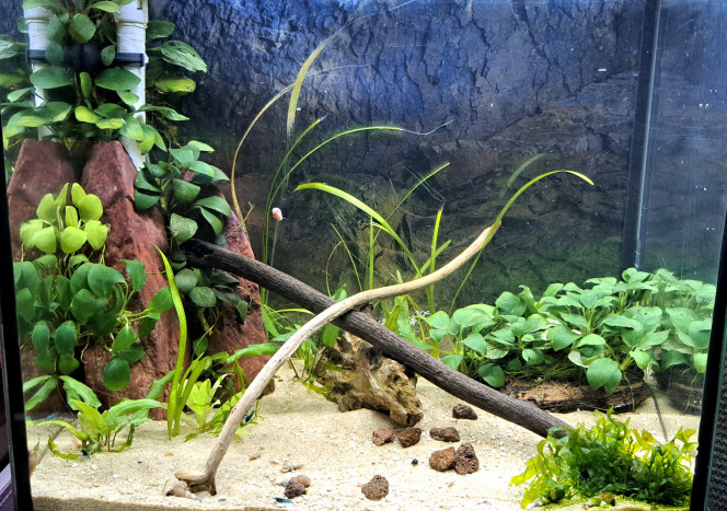 30l Neocaridina blue velvet Bac de 30l pour la reproduction de Neocaridina blue velvet.
Elles sont maintenues en spécifique dans ce bac sur sol neutre et l'eau de conduite.
Les plantes sont issues de mes autres bacs et sont toutes des plantes dites faciles.
Pas de sol nutritif ni de CO2.