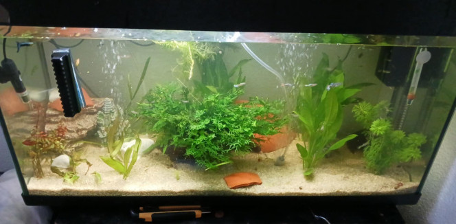 Aquarium 100litre Voici mon aquarium 100l 
Avec 
Corydoras 
Ancistrus 
Guppy 
Crevette