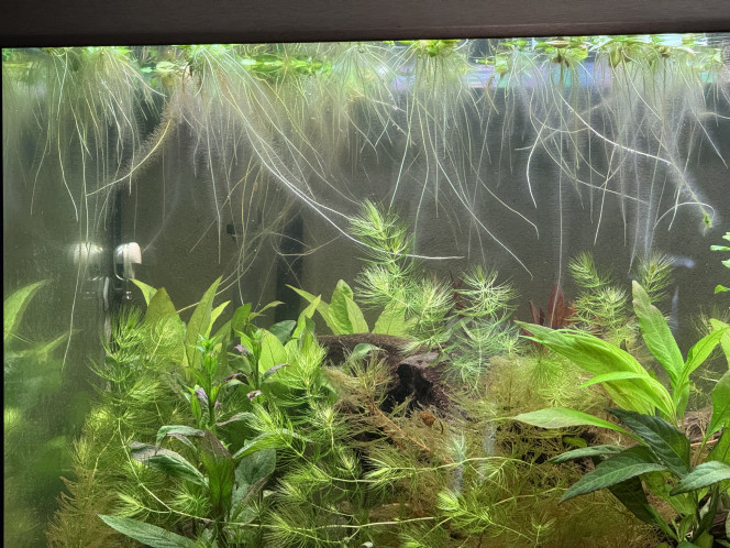 Bientôt la fin du cyclage Les plantes à croissance rapide ont bien joué leur rôle, ce we je vais les diviser et les mettre vers le fond pour planter des plantes de 1er plan plus petites !
Nitrites quasi disparus, nitrates maîtrisés pour l'instant grâce aux changements d'eau.
Les algues apparues la semaine dernière ont disparu naturellement.