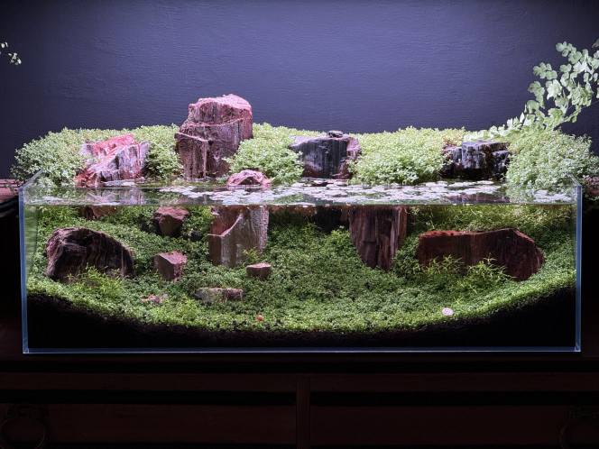 La nature a trouvé son chemin… 