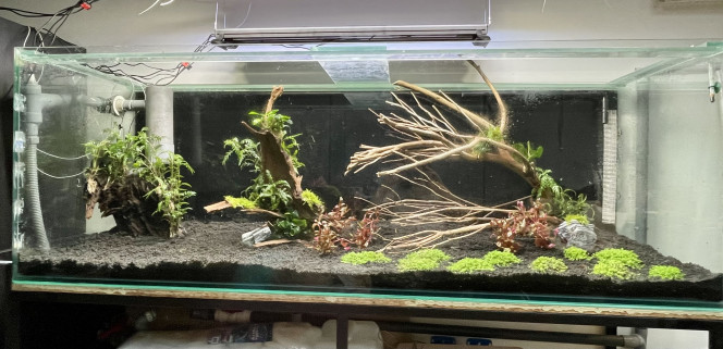 Amazonien en cours de construction Dry start des plantes + montage de la filtration en cours

Le décor sera complété par d’autres pierres de même type, notamment pour bien caler les racines