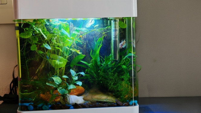 Photographie du post de logitech66 