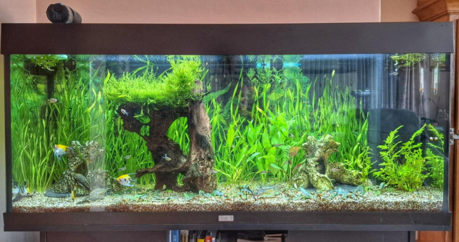 WINTGENS biotope amazonien avec des néons, scalaires ...
