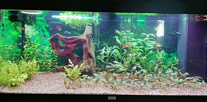 WINTGENS Aquarium en avril 2020, biotope amazonien avec des néons ...