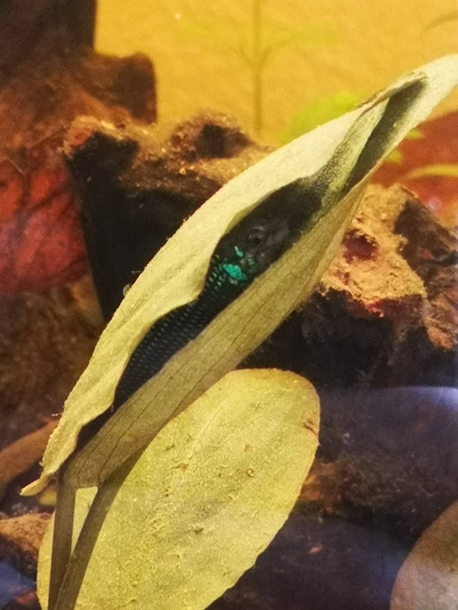 Photographie du post de Terkalis 